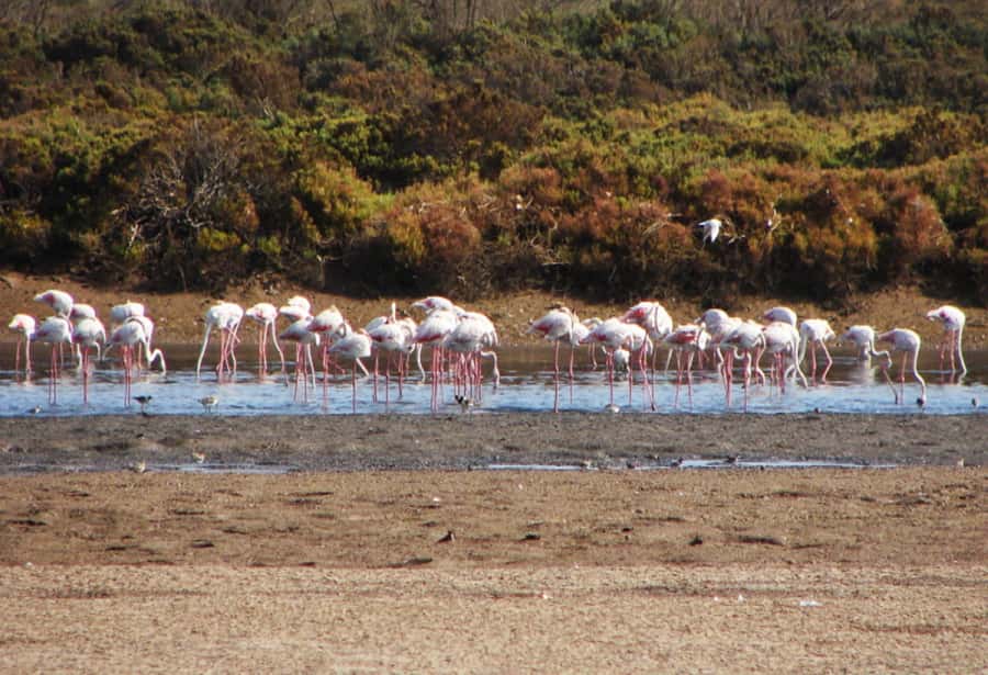 Sunset Camel Riding Including BBQ Dinner & Hotel Transfers - Who will enjoy this Agadir evening