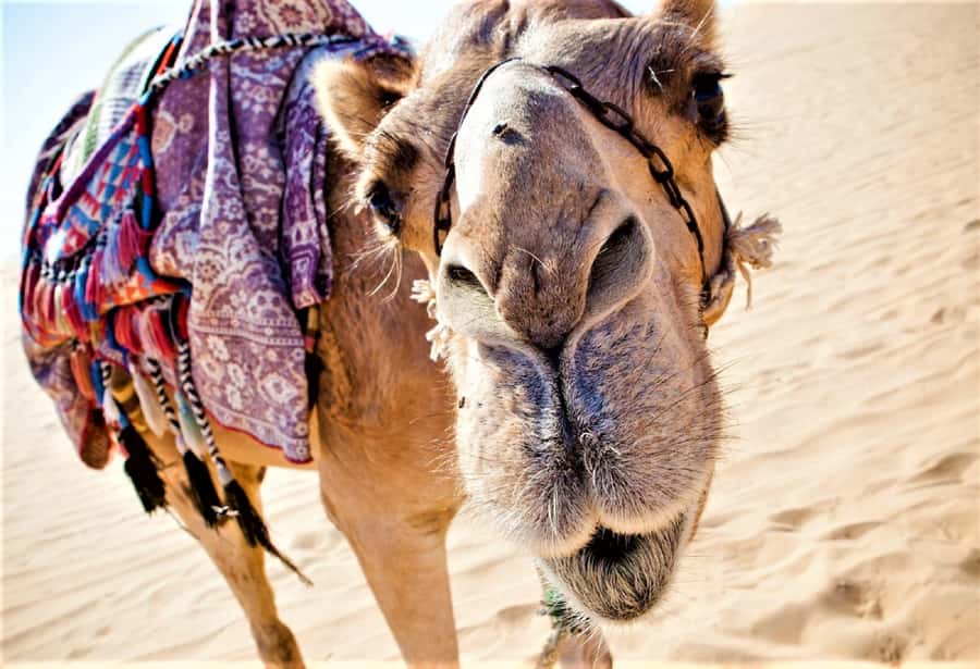 Sunset Camel Riding Including BBQ Dinner & Hotel Transfers - What the camel ride is really like