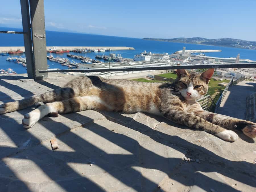 Tangier Highlights Private 6-Hour Tour - Key points to know before booking