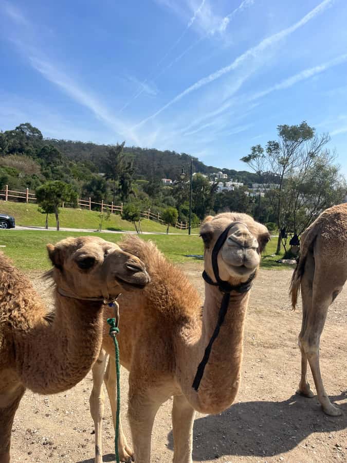 Tangier: Sunset, Tea, Sweets, Camel Ride, and Hercules Caves - Practical advice for a better sunset