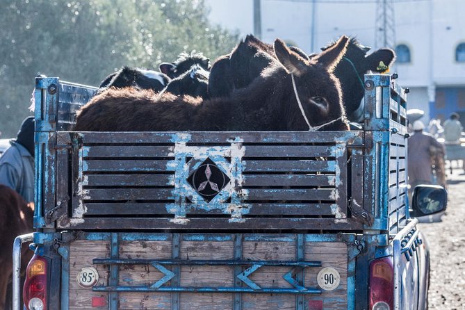 The Sunday Market in Had Draa & Local Food Tasting. - The hard parts of the livestock and butcher areas