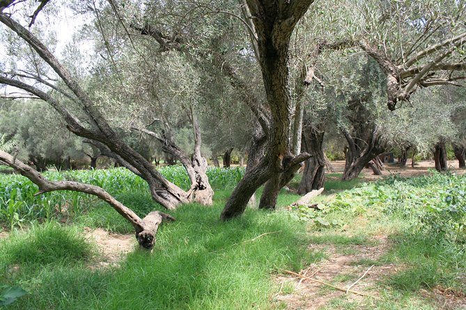 The Sunday Market in Had Draa & Local Food Tasting. - Tasting warm bread, Argan oil, mint tea, and dromedary