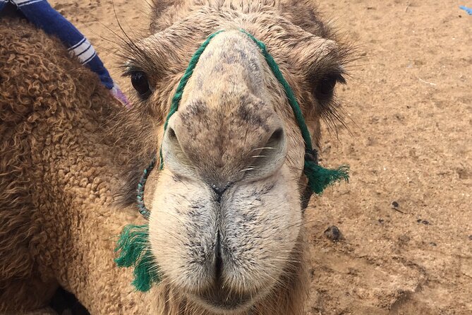 Tour of Tangier 1-2 people with camel ride - Mendoubia Gardens and St. Andrew’s Church